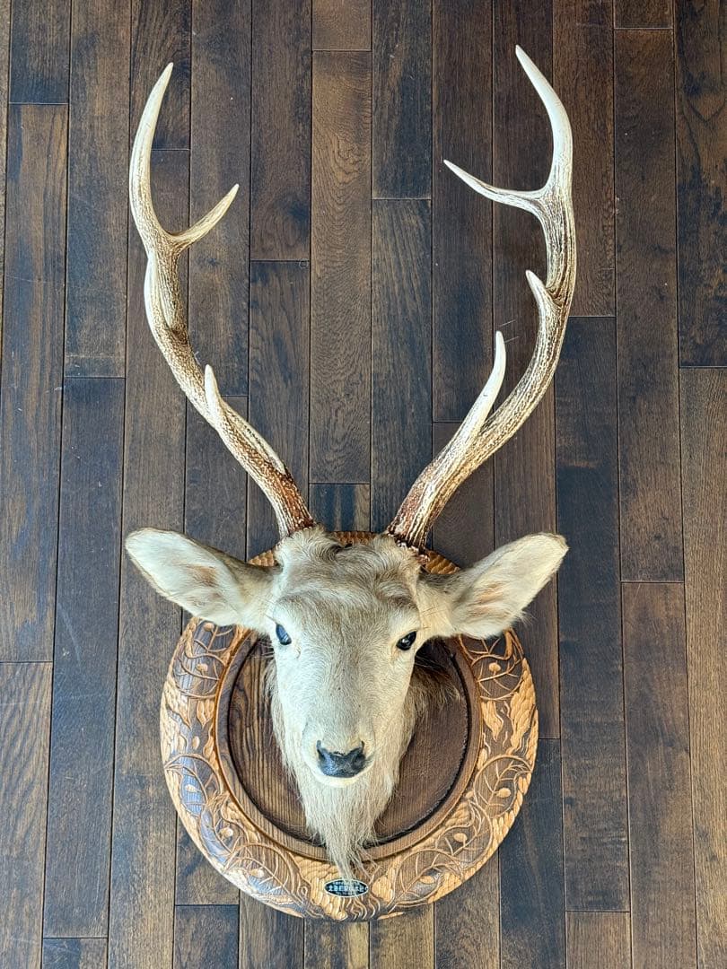 蝦夷鹿（エゾシカ）ハンティングトロフィー