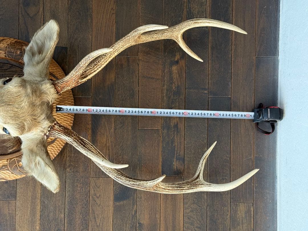 蝦夷鹿（エゾシカ）ハンティングトロフィー