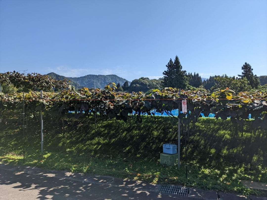 山ぶどう １2㎏　山形県月山山麓産⑩