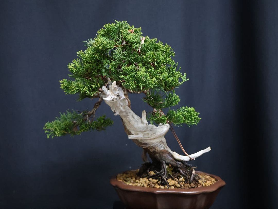 盆*人様 300人記念オークション　真柏 小品盆栽 糸魚川真柏　シャリ芸樹高21