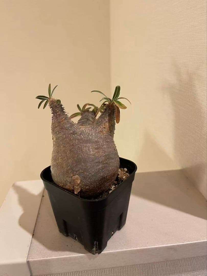 パキポディウム　グラキリス　現地株　発根済み　発根管理してから半年間