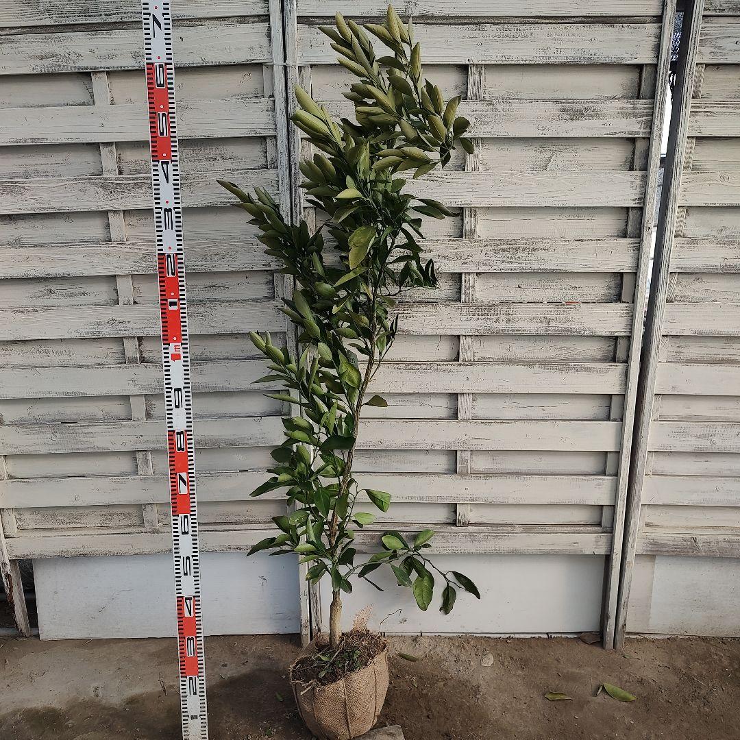 ウサキチさま専用出品 田口早生 3年生