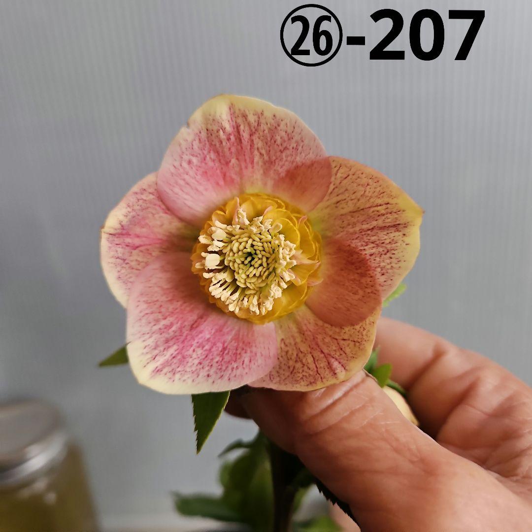 夕映え様ご購入苗㉖-207㉖-244クリスマスローズ