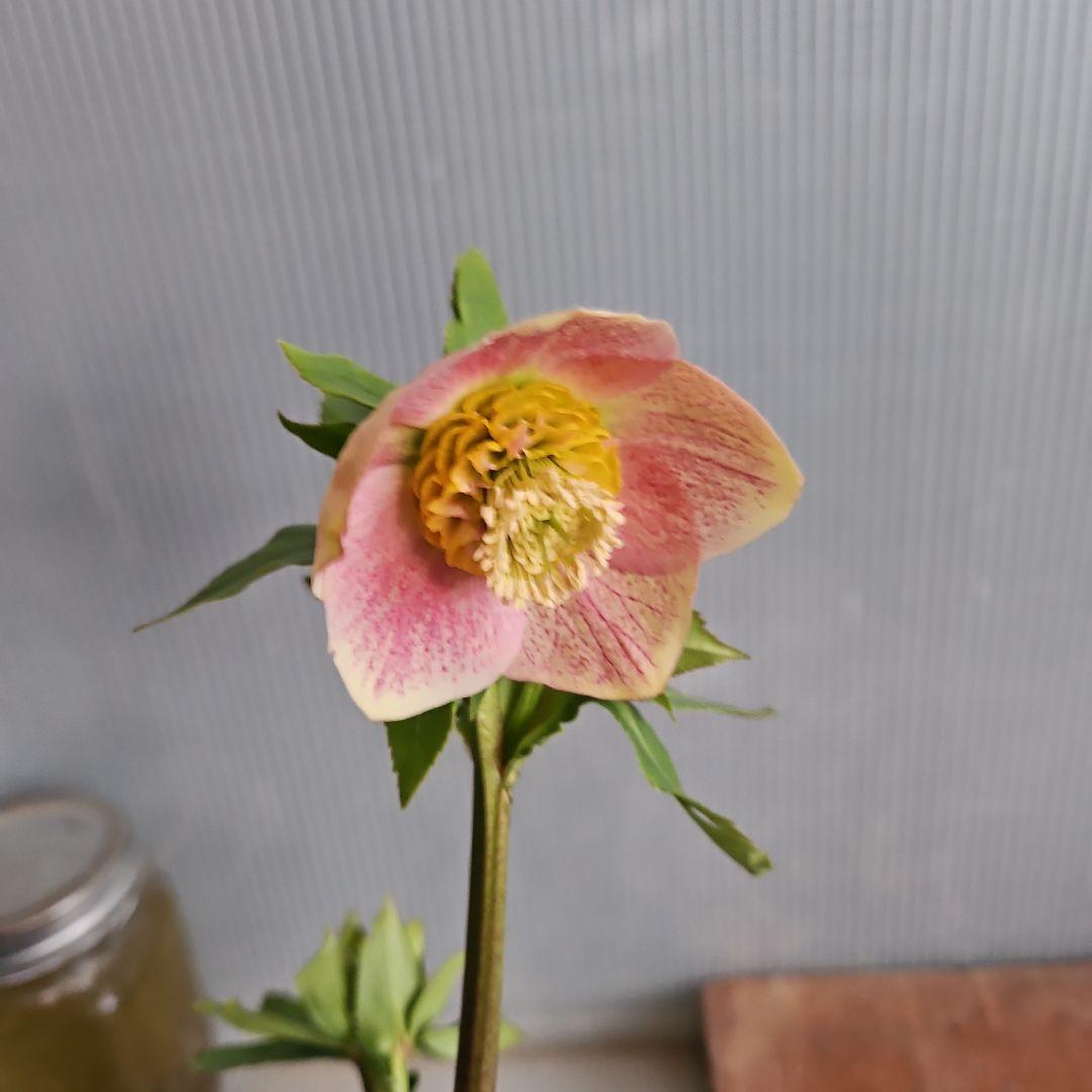 夕映え様ご購入苗㉖-207㉖-244クリスマスローズ