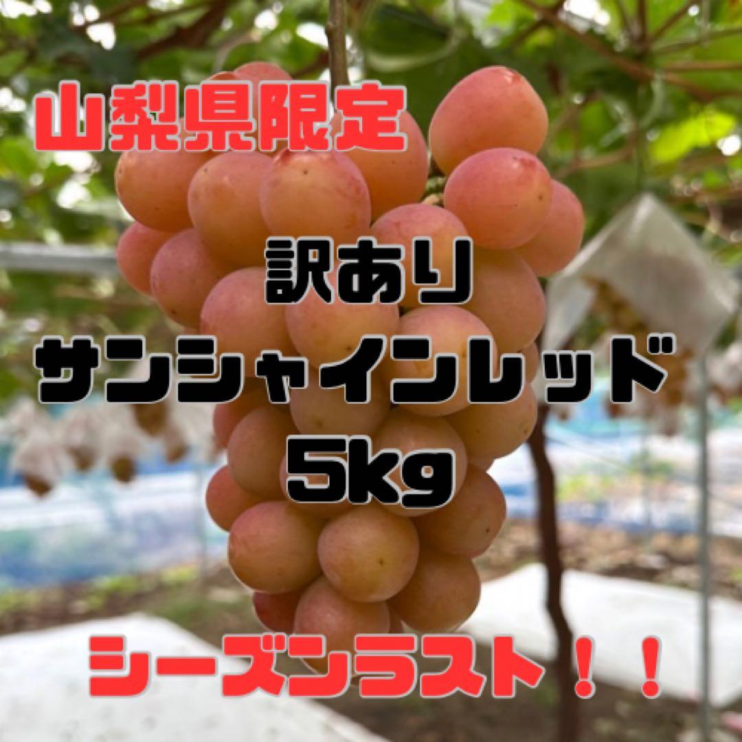 15日発送！今シーズン最終日【山梨県限定品種】訳ありサンシャインレッド 5kg