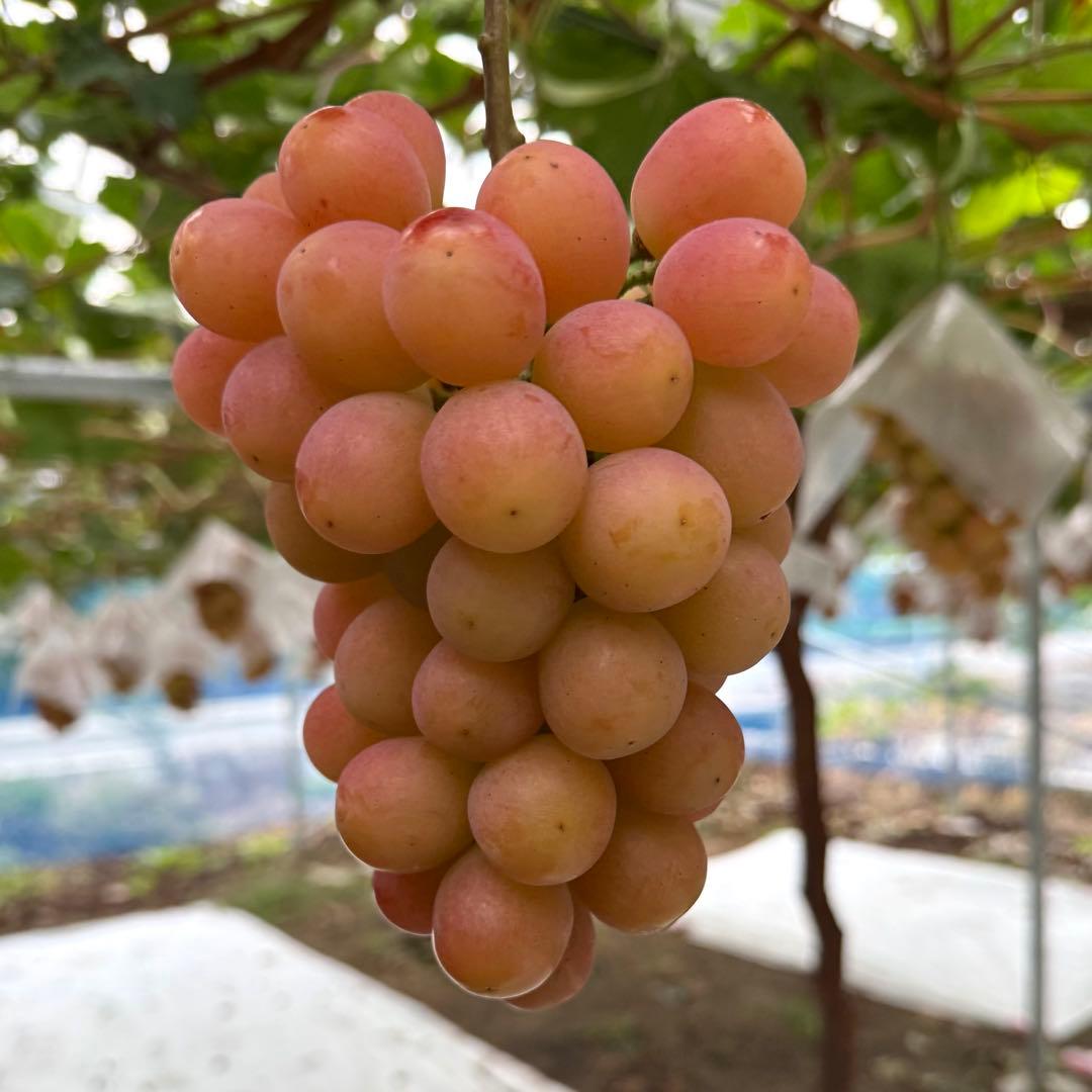 15日発送！今シーズン最終日【山梨県限定品種】訳ありサンシャインレッド 5kg