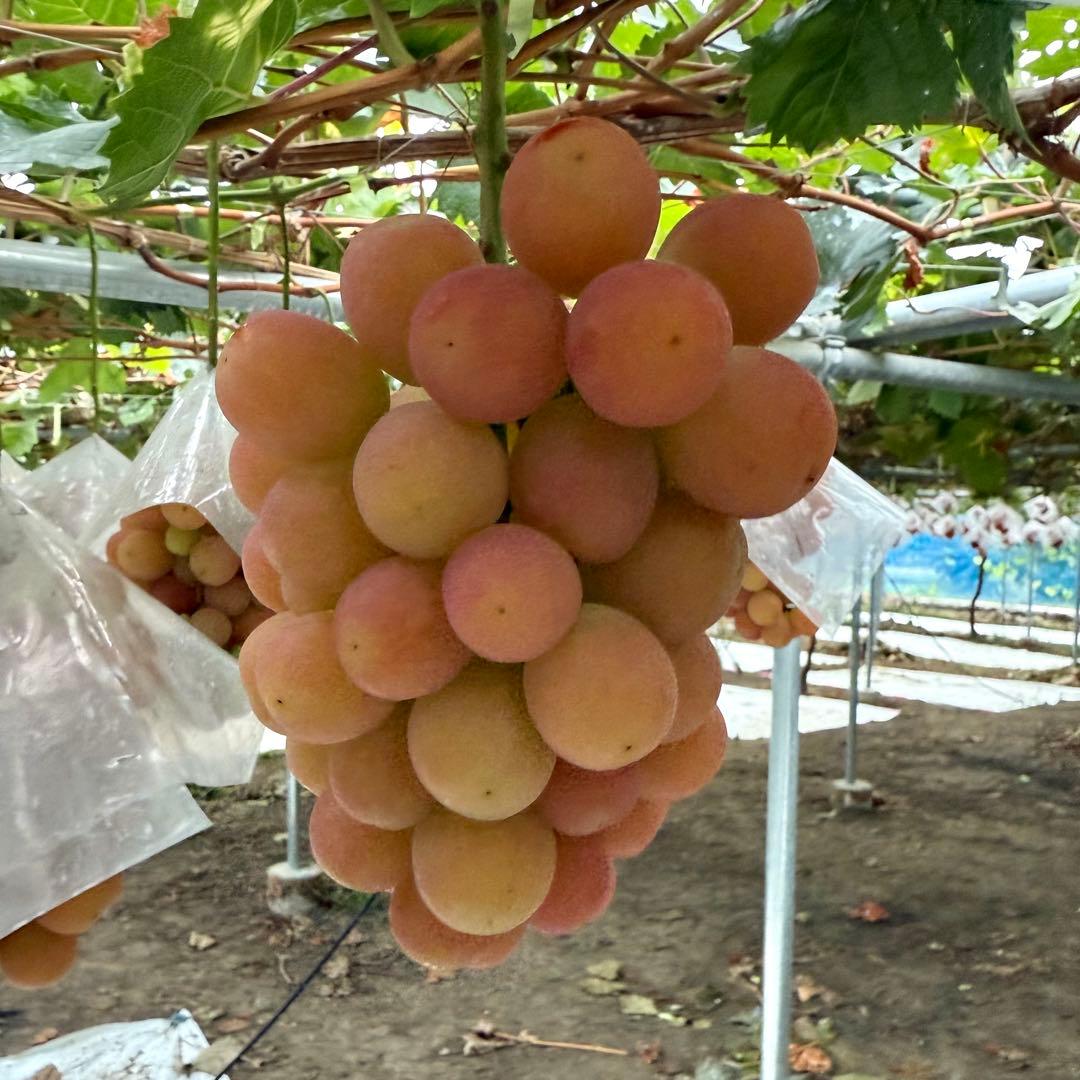 15日発送！今シーズン最終日【山梨県限定品種】訳ありサンシャインレッド 5kg