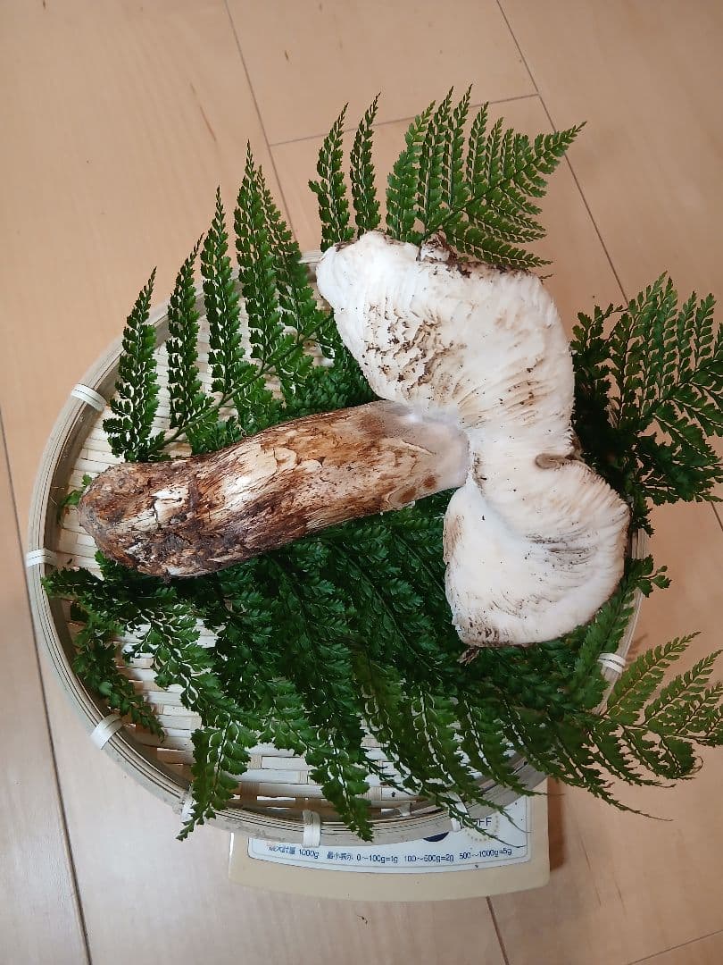 山形県産 松茸 国産 マツタケ まつたけ 松茸専門販売採取その16