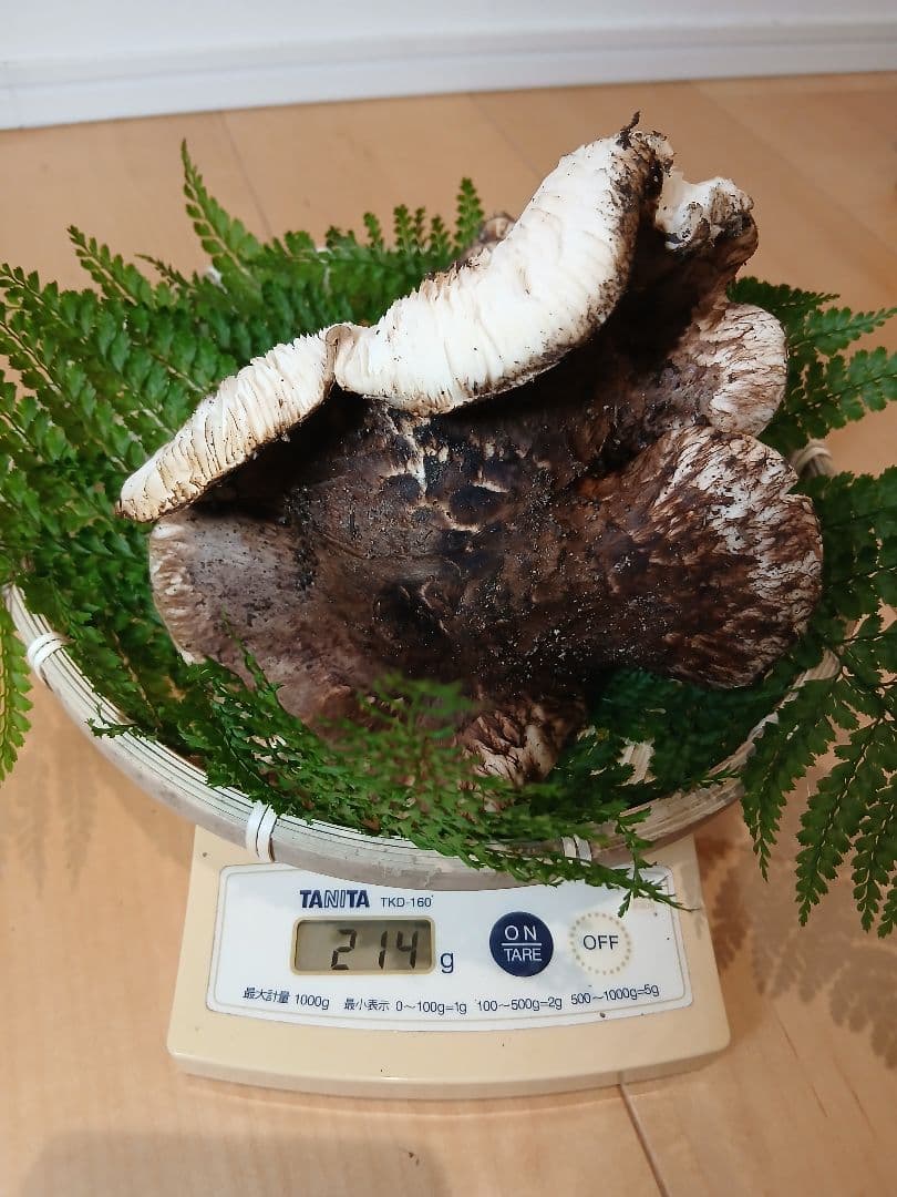 山形県産 松茸 国産 マツタケ まつたけ 松茸専門販売採取その16