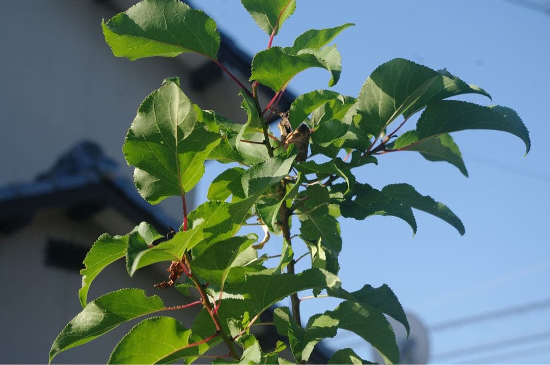 PENTAX K20D W デジタル一眼 18-55 DALレンズ付　動作品