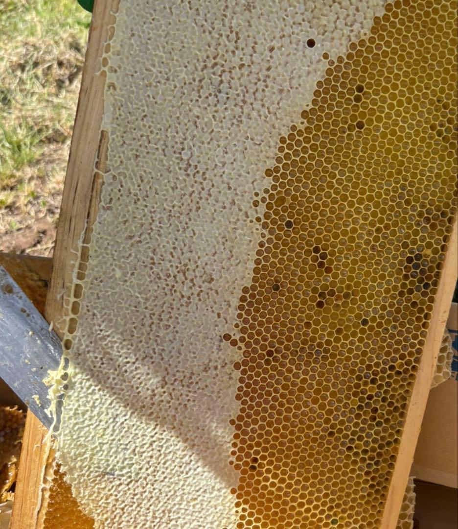 長野県長野市若穂保科で採れたはちみつ 1200g 2本 No.54 結晶化値下げ