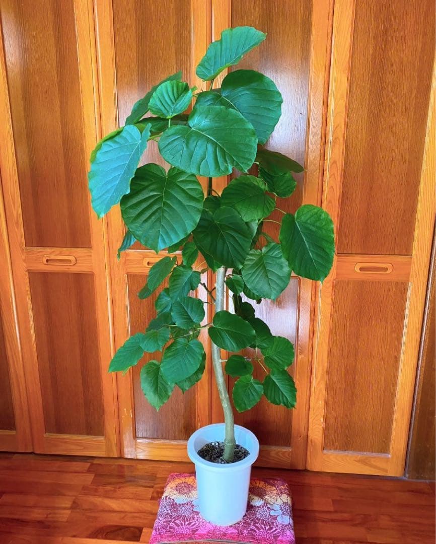 フィカスウンベラータ 8号鉢 高さ155cm