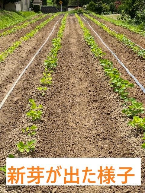 【新豆】R7年産 大粒 丹波黒系 黒大豆（愛知県産）１８kg　№318