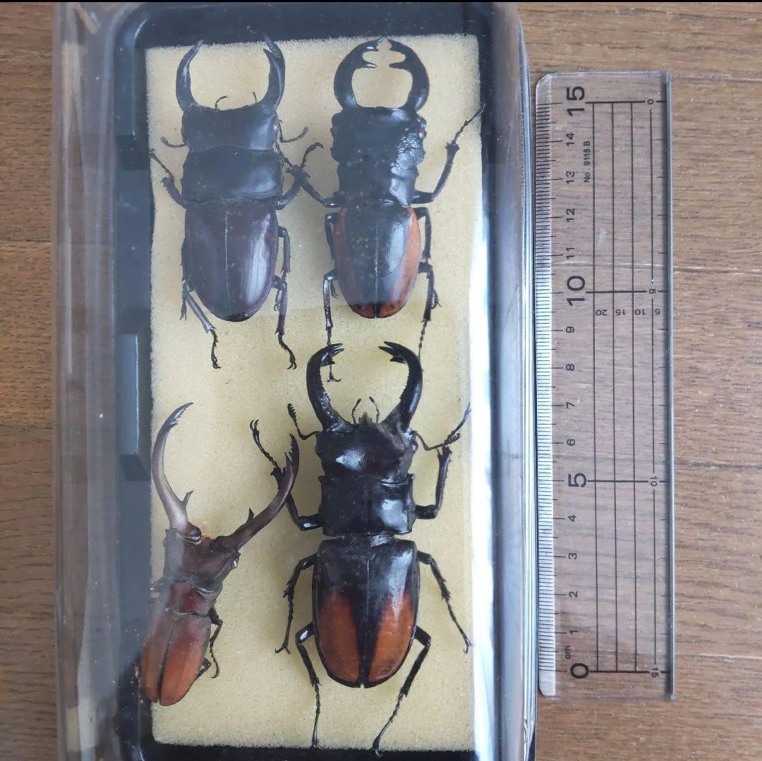 カーニバル　約40匹カブトクワガタ本物標本まとめ売り