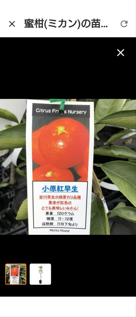 kazuページA.混合梱包品小原紅早生３年生１本＋「みはや１本」２本
