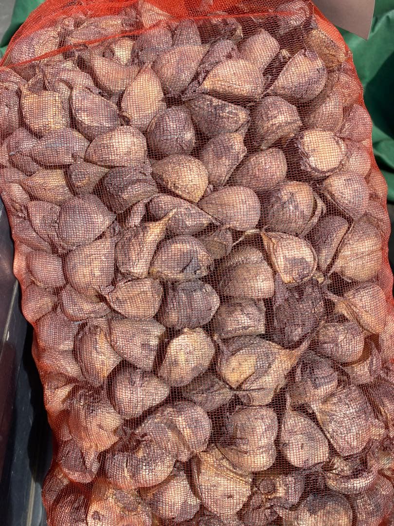 E*l様 青森県にんにくタネ10Kg 大　消毒