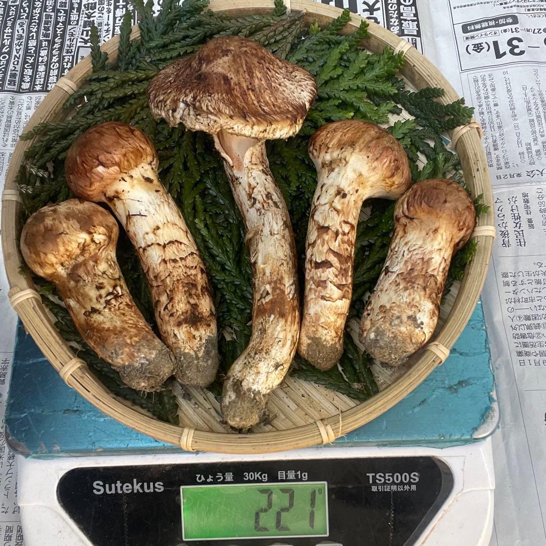 天然きのこ 松茸 国産 良品‼️ マツタケ まつたけ 大自然の凛さん採取その144