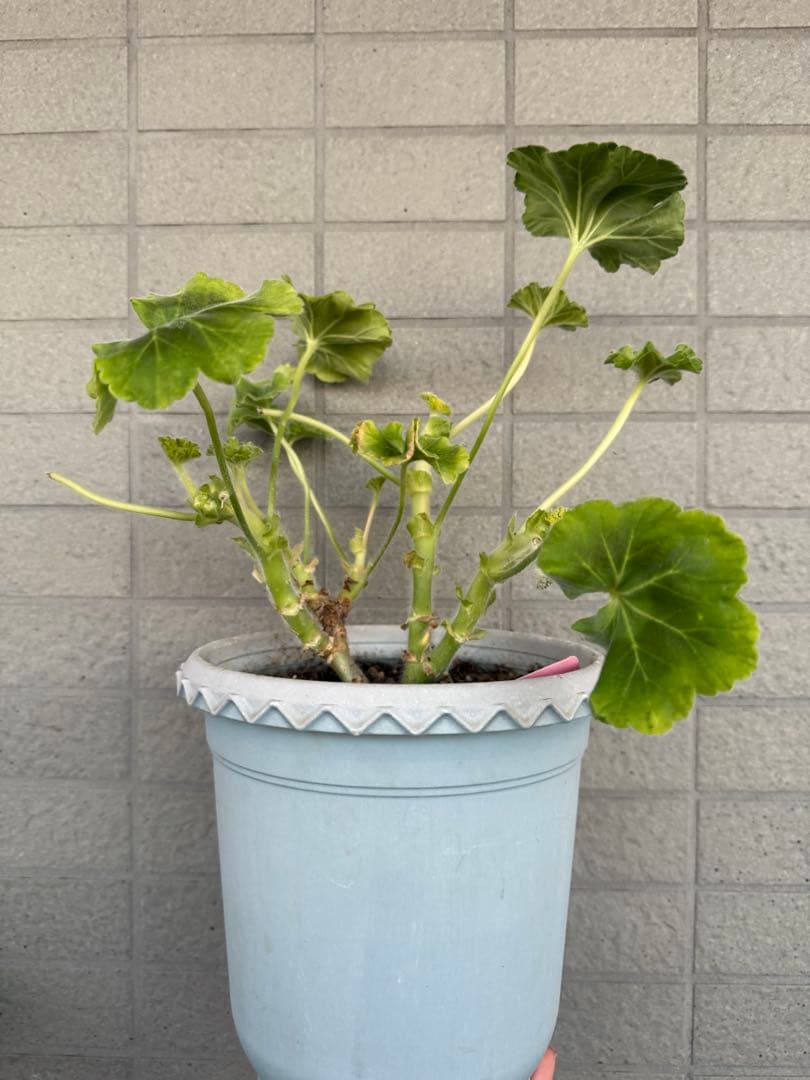 珍しいバラ咲きゼラニウム苗