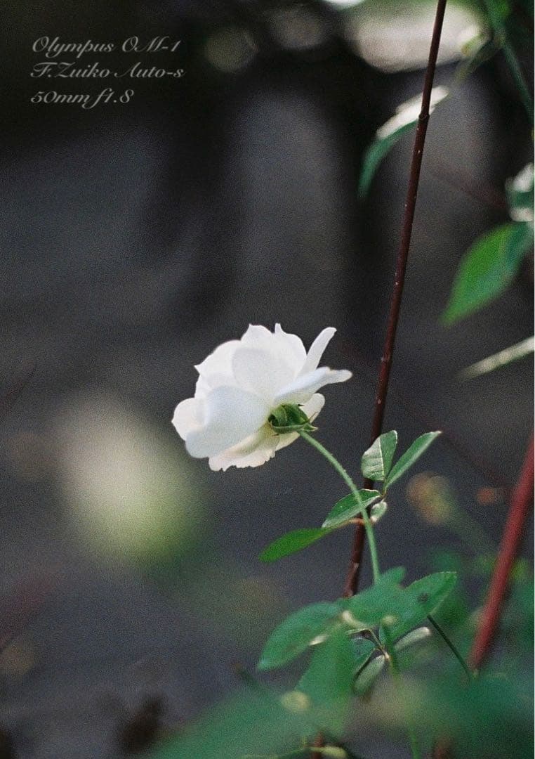 ★完動品＊美品＊初期保証付★OLYMPUS OM-1／f1.8レンズ★本革外装！