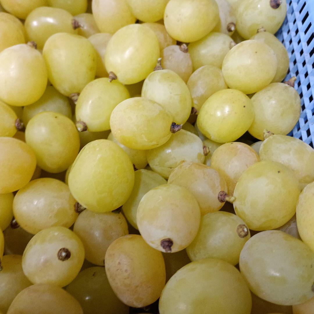 シャインマスカット徳用5キロ入りの粒バック入りになります。