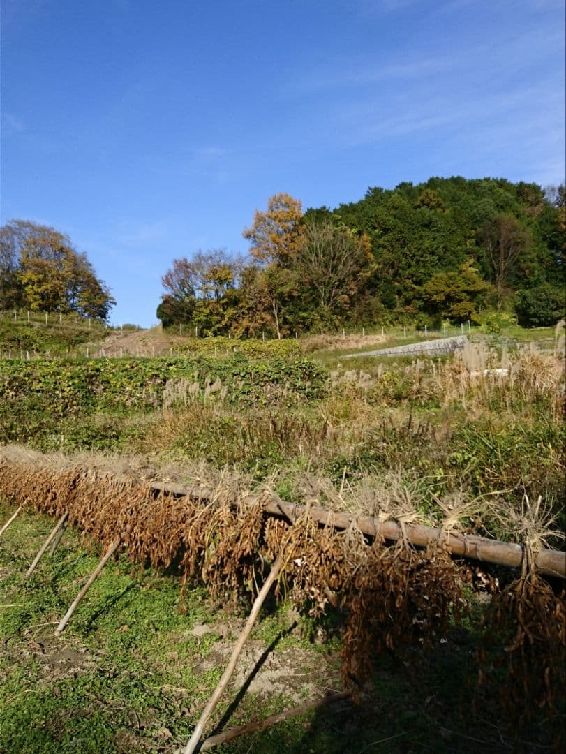 ころぽっくる 白大豆 10kg