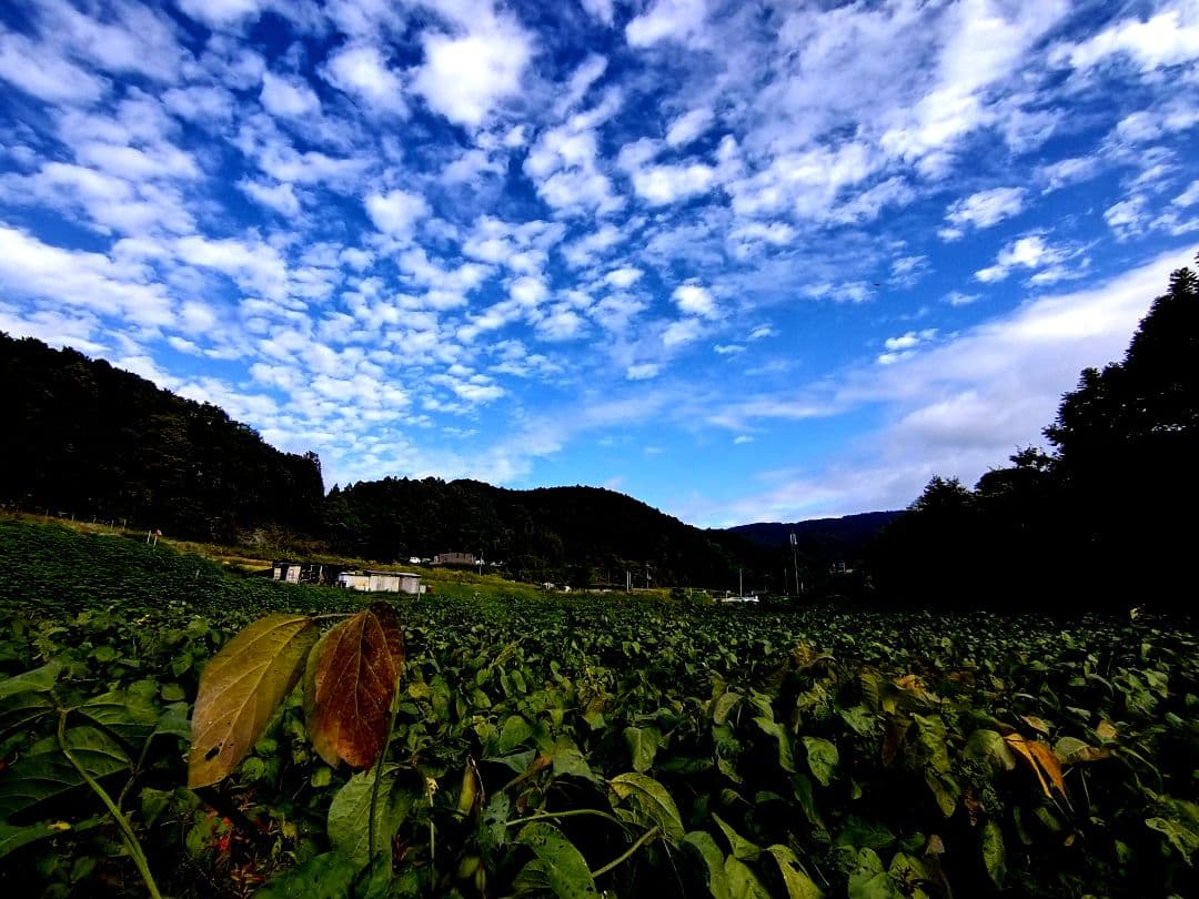 ころぽっくる 白大豆 10kg