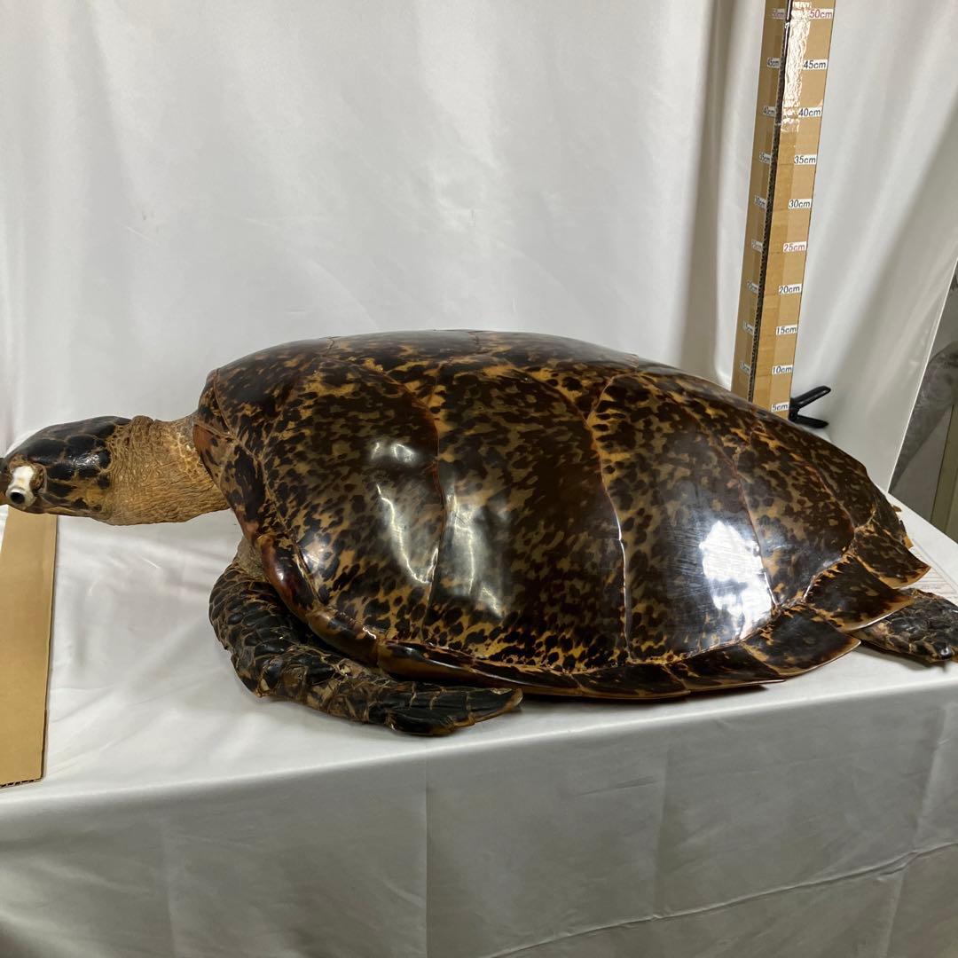 タイマイ亀の剥製　〔国際希少野生動植物種登録票有り〕