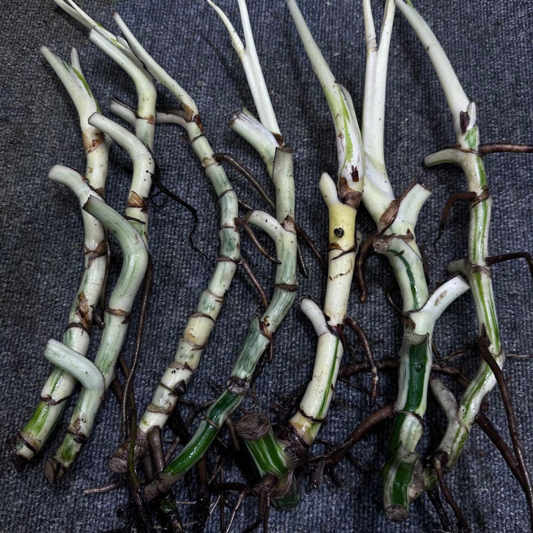 モ*♡様 斑入りモンステラホワイトタイガー大茎7株おまとめ