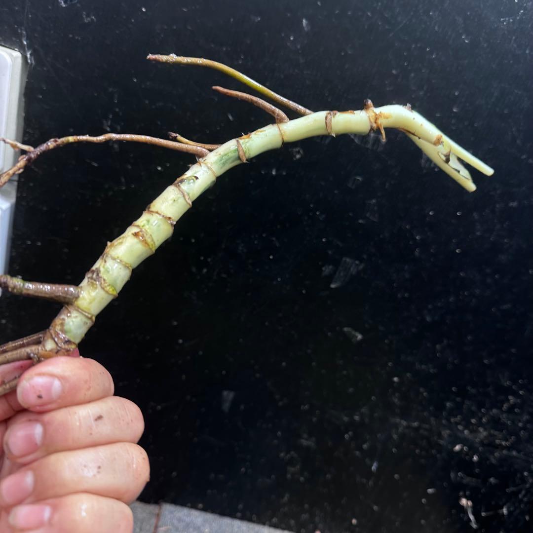 モ*♡様 斑入りモンステラホワイトタイガー大茎7株おまとめ