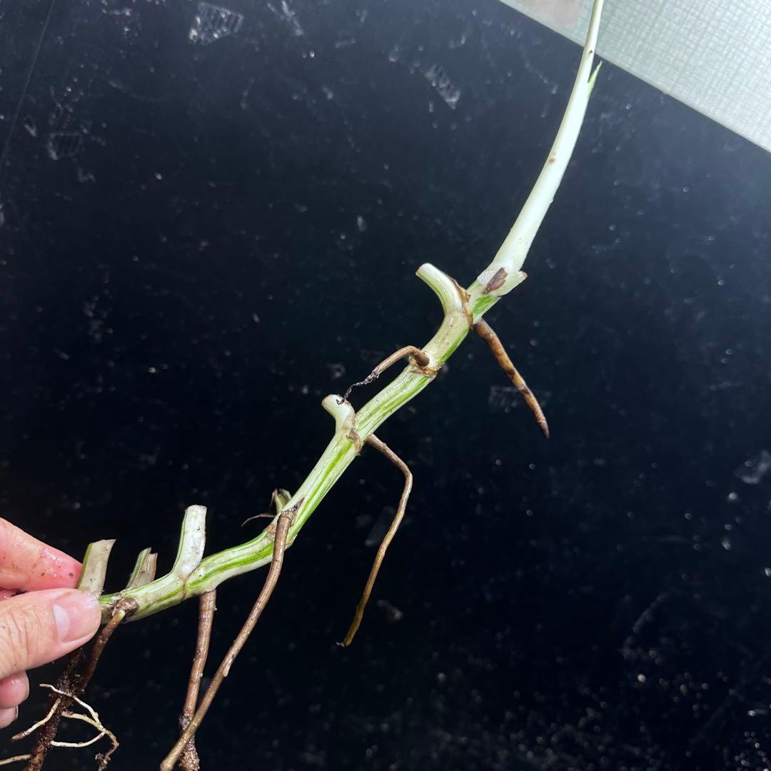 モ*♡様 斑入りモンステラホワイトタイガー大茎7株おまとめ