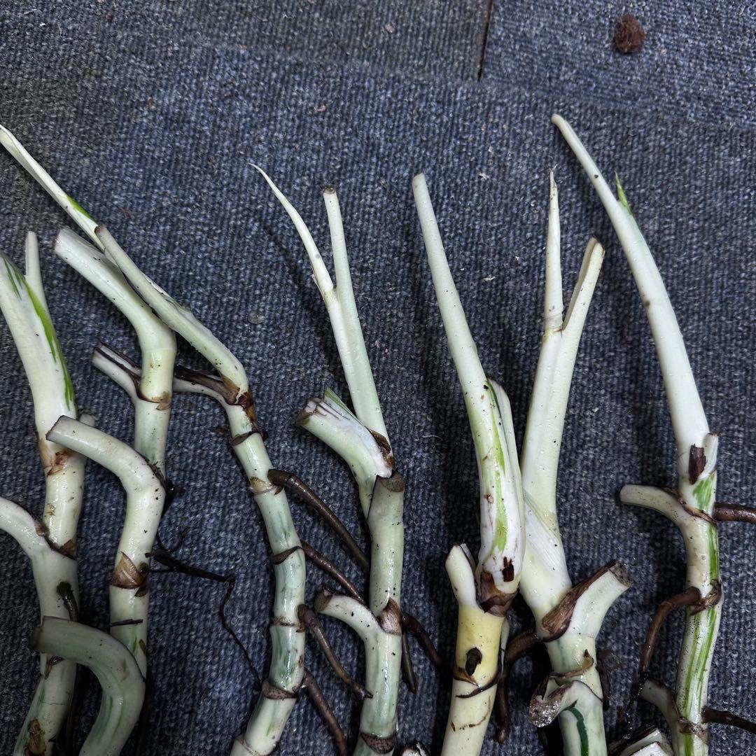 モ*♡様 斑入りモンステラホワイトタイガー大茎7株おまとめ