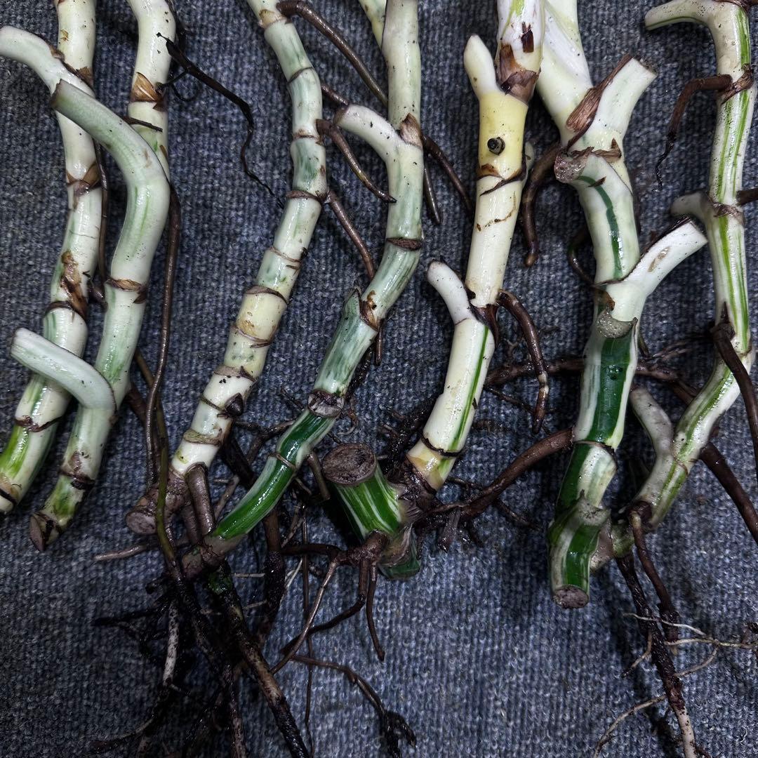 モ*♡様 斑入りモンステラホワイトタイガー大茎7株おまとめ