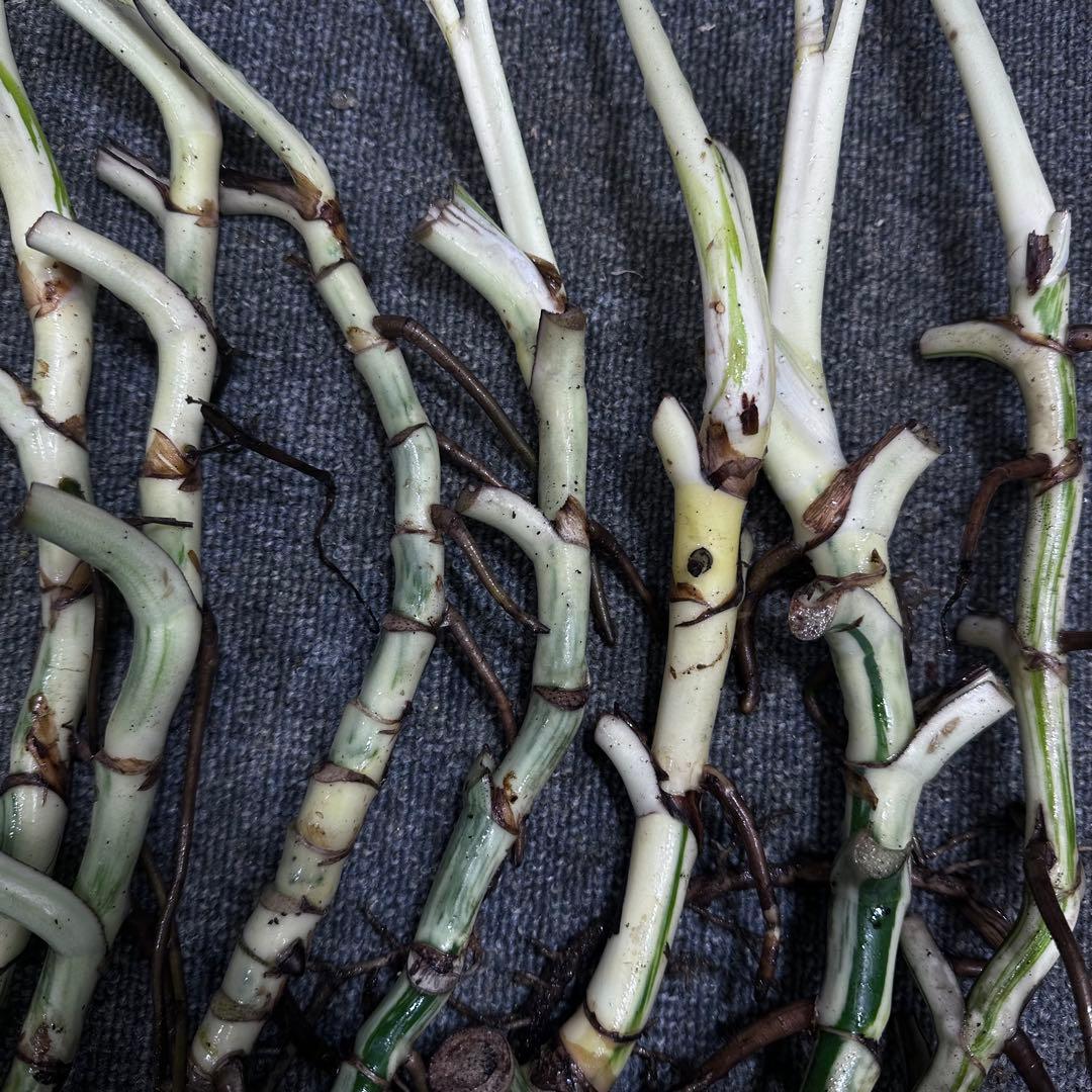 モ*♡様 斑入りモンステラホワイトタイガー大茎7株おまとめ