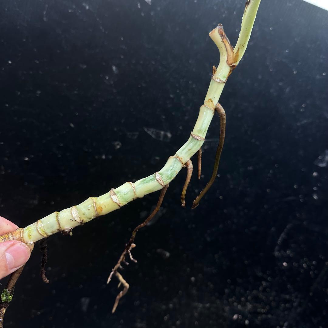 モ*♡様 斑入りモンステラホワイトタイガー大茎7株おまとめ