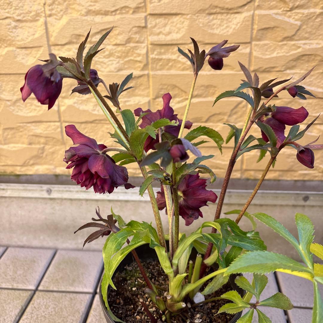 まい　広瀬園芸　レッドクレオパトラ