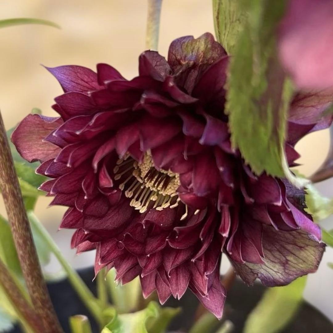 まい　広瀬園芸　レッドクレオパトラ