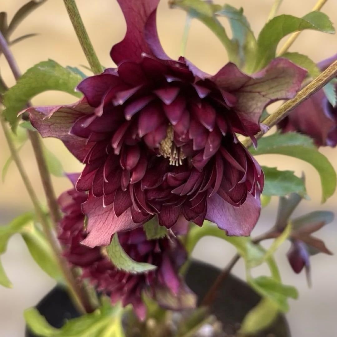 まい　広瀬園芸　レッドクレオパトラ