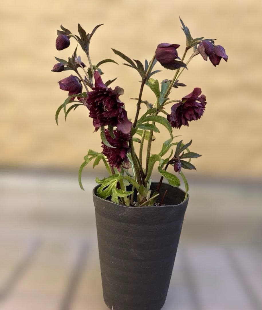 まい　広瀬園芸　レッドクレオパトラ