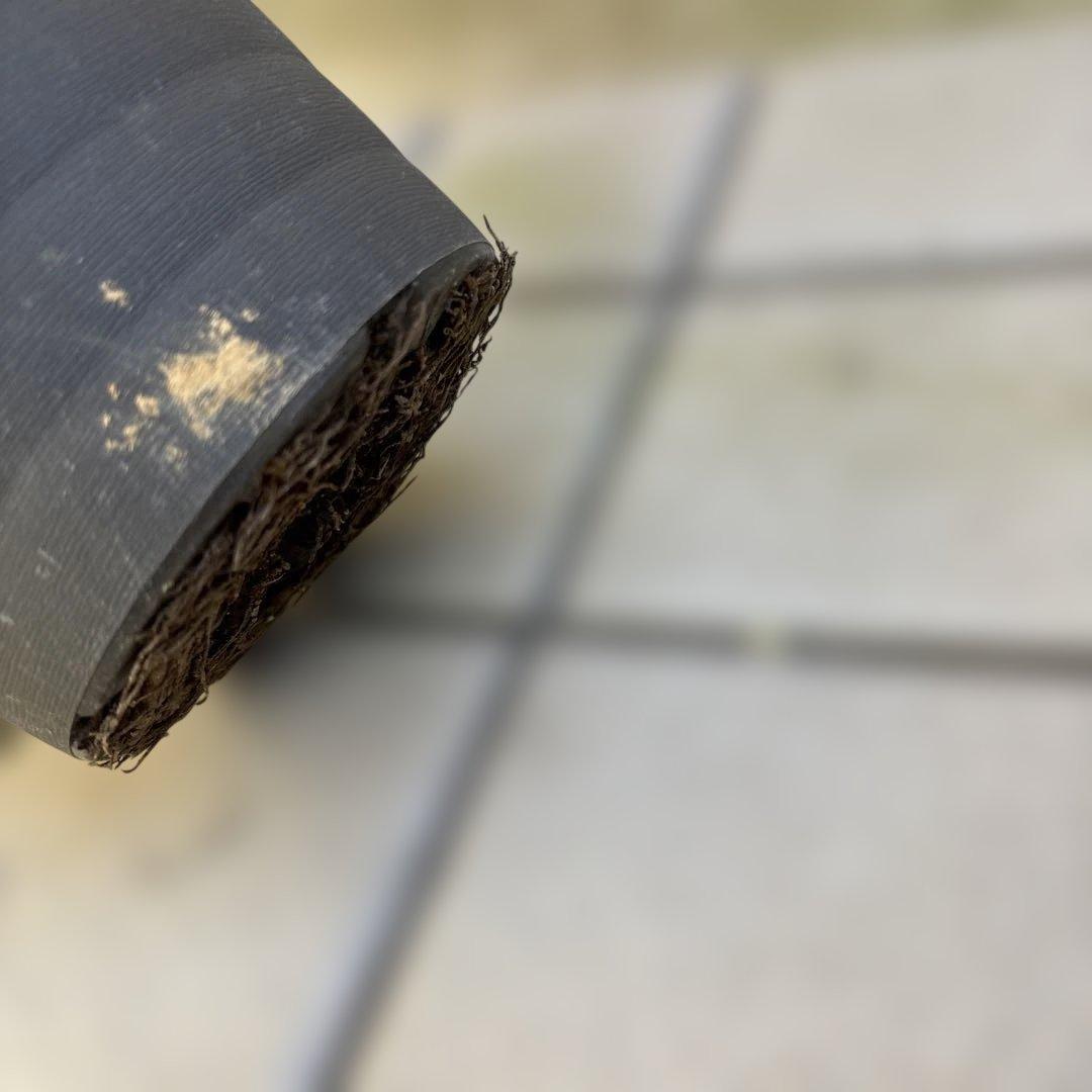 まい　広瀬園芸　レッドクレオパトラ