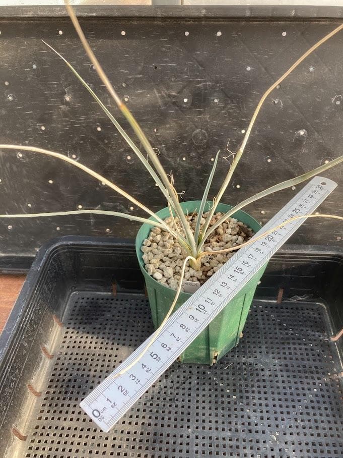 【福沢諭吉様確認用】ユッカ　ベイレイ＋ハリマニアエ