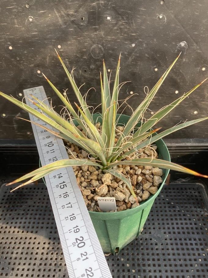 【福沢諭吉様確認用】ユッカ　ベイレイ＋ハリマニアエ