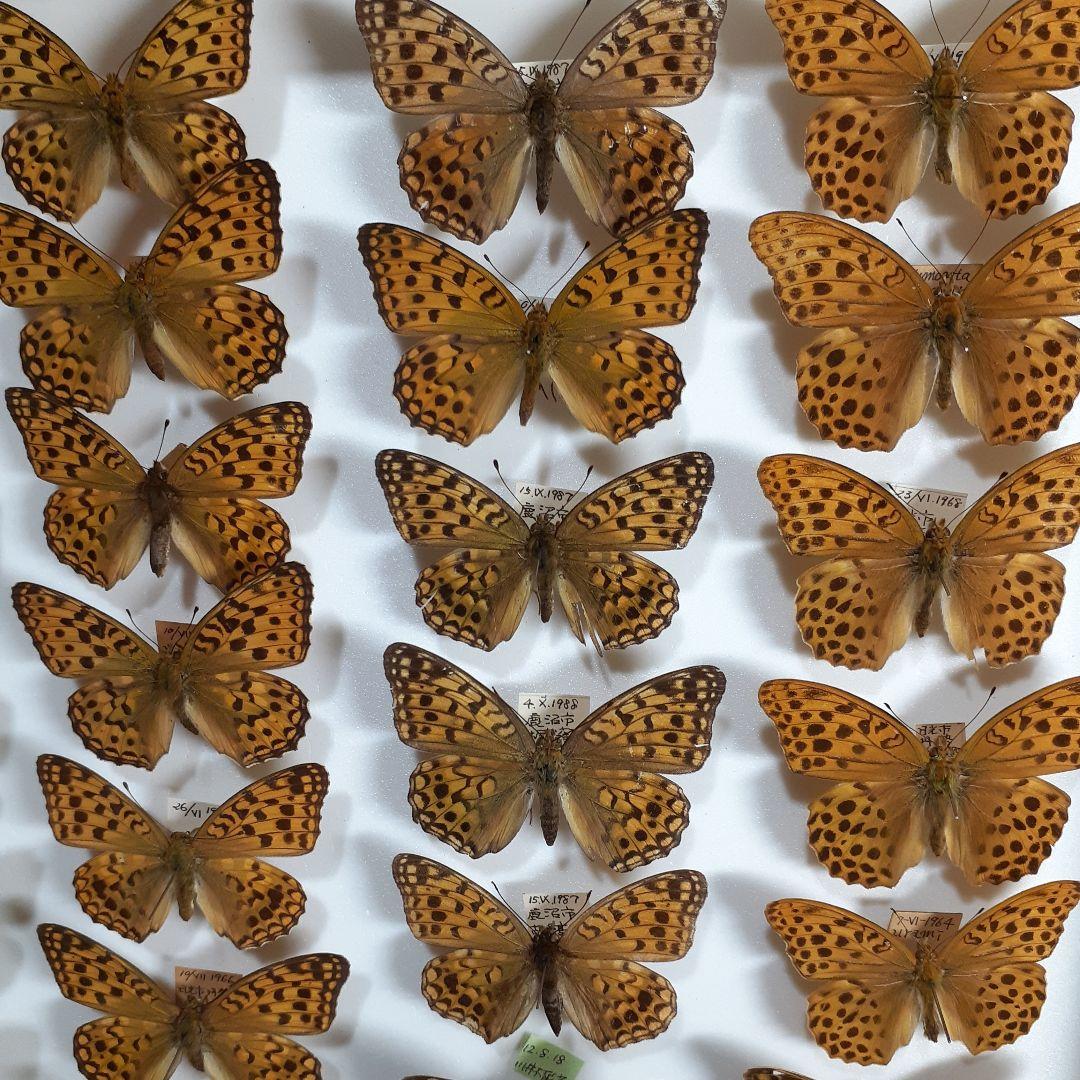 蝶標本　ヒョウモンチョウ類　12種114頭。大型ドイツ標本箱２箱入りセット