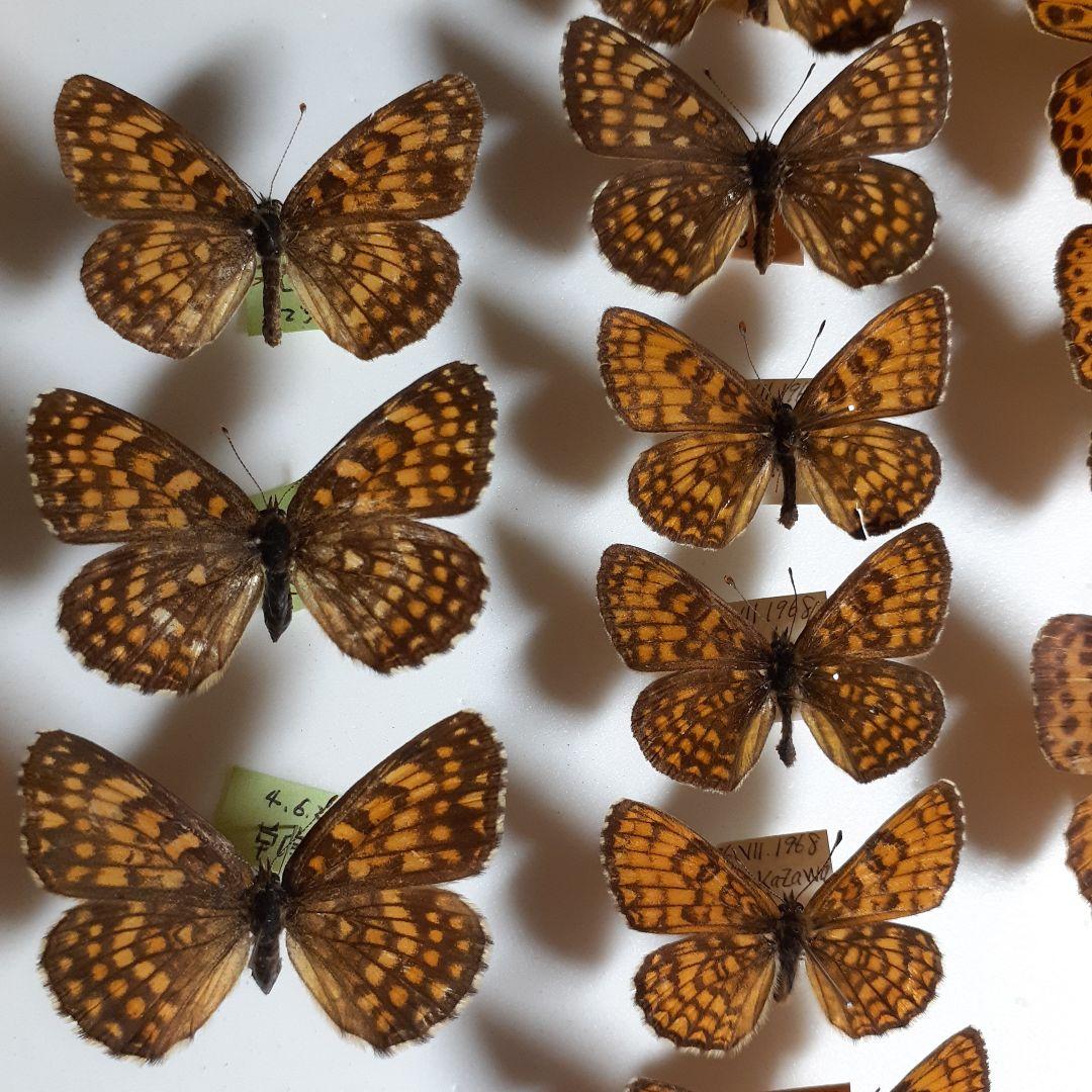 蝶標本　ヒョウモンチョウ類　12種114頭。大型ドイツ標本箱２箱入りセット