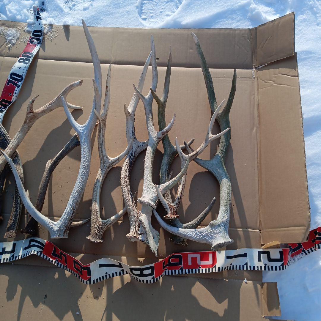 ク*ト様 蝦夷鹿の角 　犬のおもちゃ 工芸品などに 8番