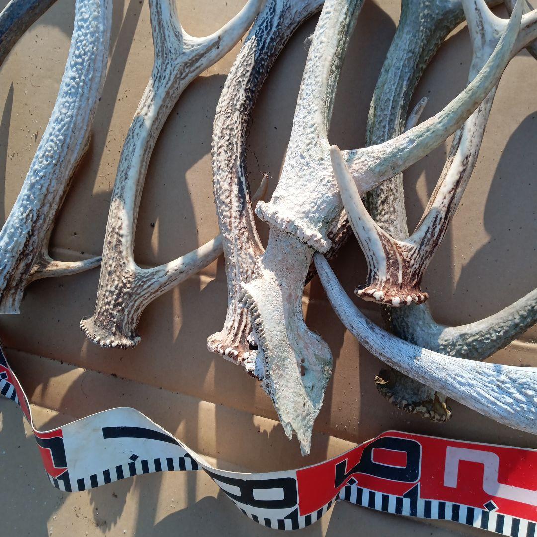 ク*ト様 蝦夷鹿の角 　犬のおもちゃ 工芸品などに 8番