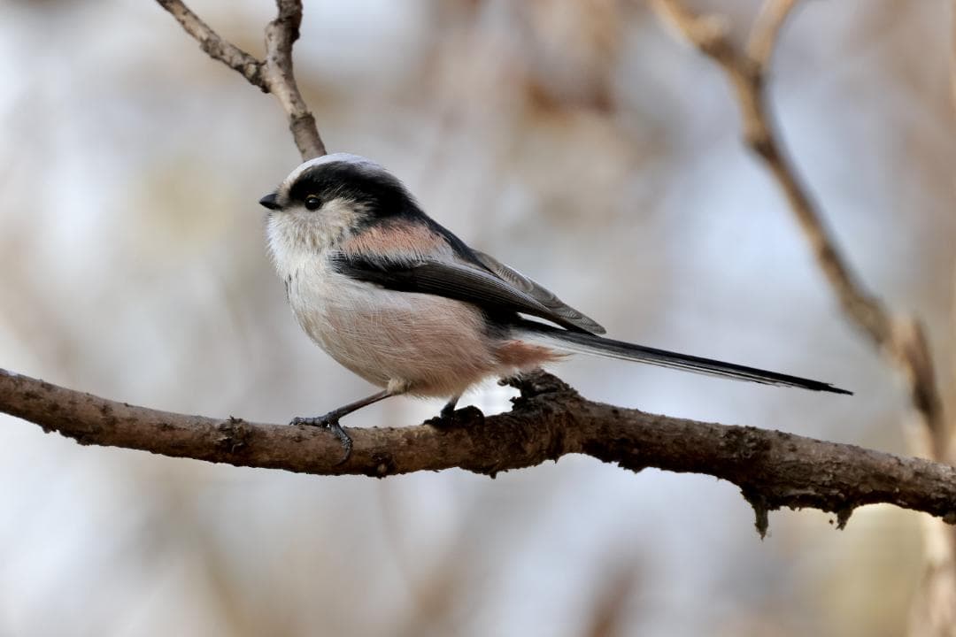 RF800mm F11 IS STM レンズカバー、レンズプロテクター付き