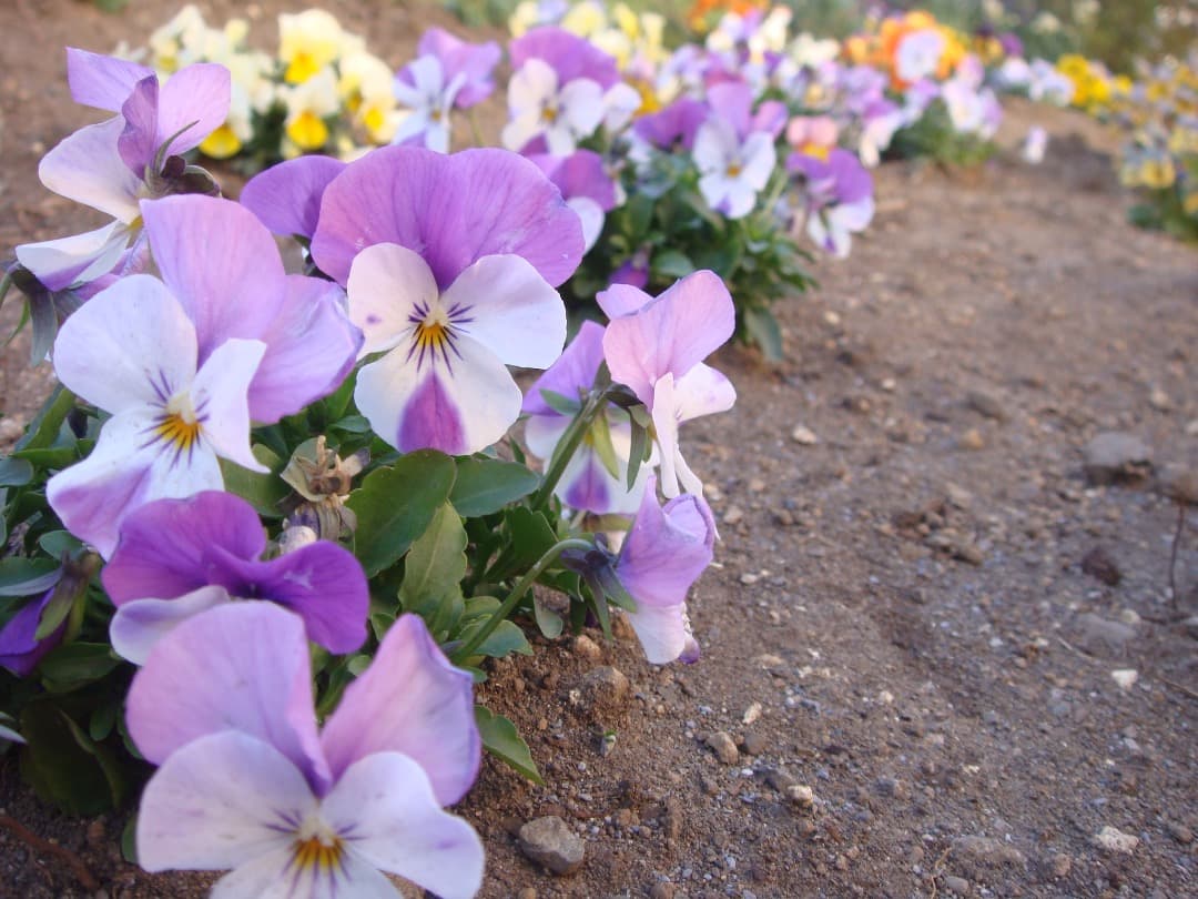 実写美⭕️【動作確認済み】SONY ソニー　Cyber-shot DSC-T70