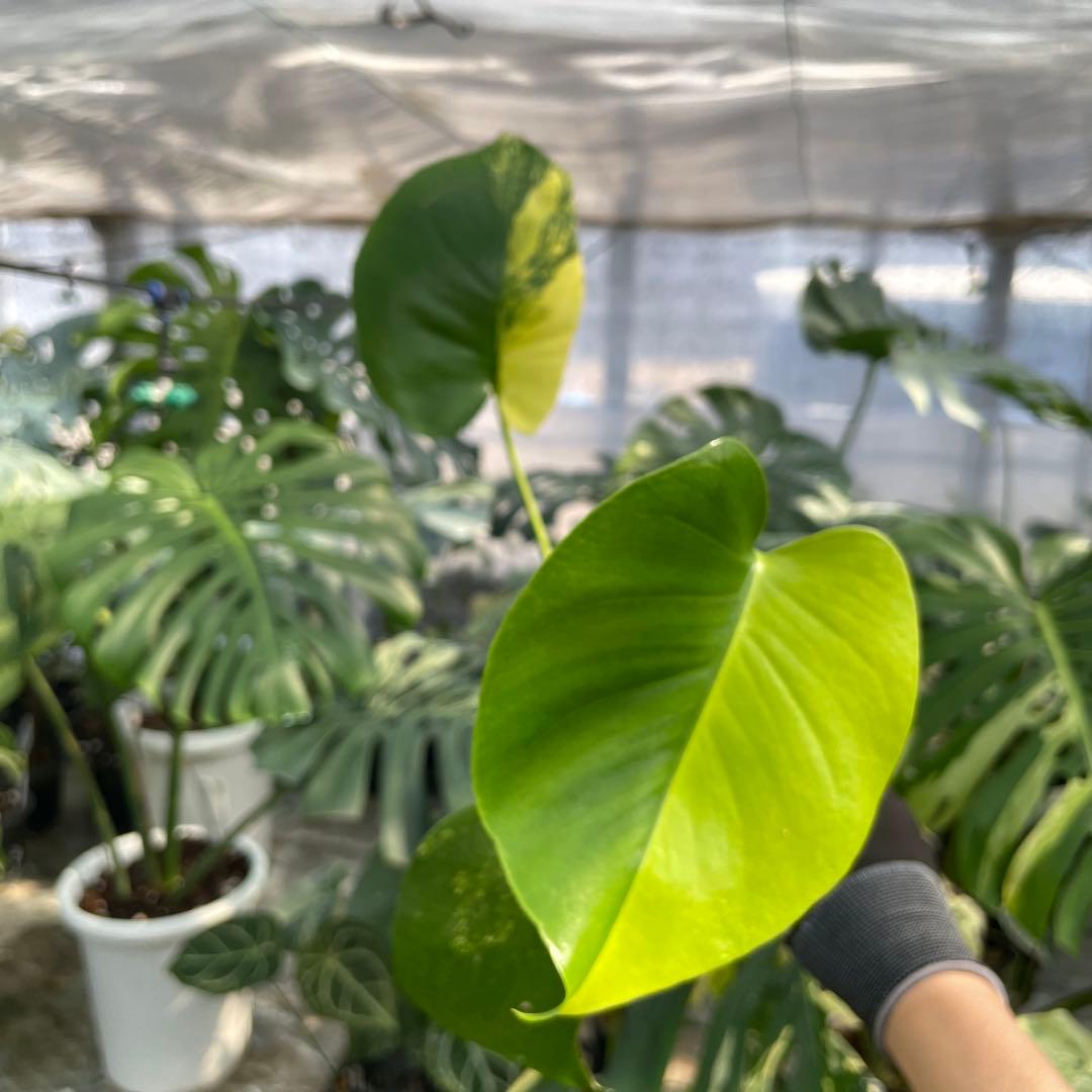 MS18 モンステラ　イエローマリリン　黄斑入り