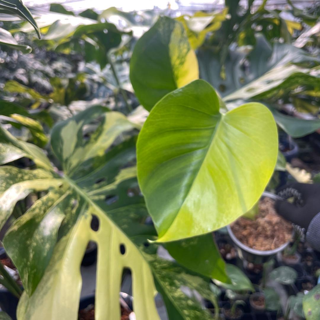 MS18 モンステラ　イエローマリリン　黄斑入り