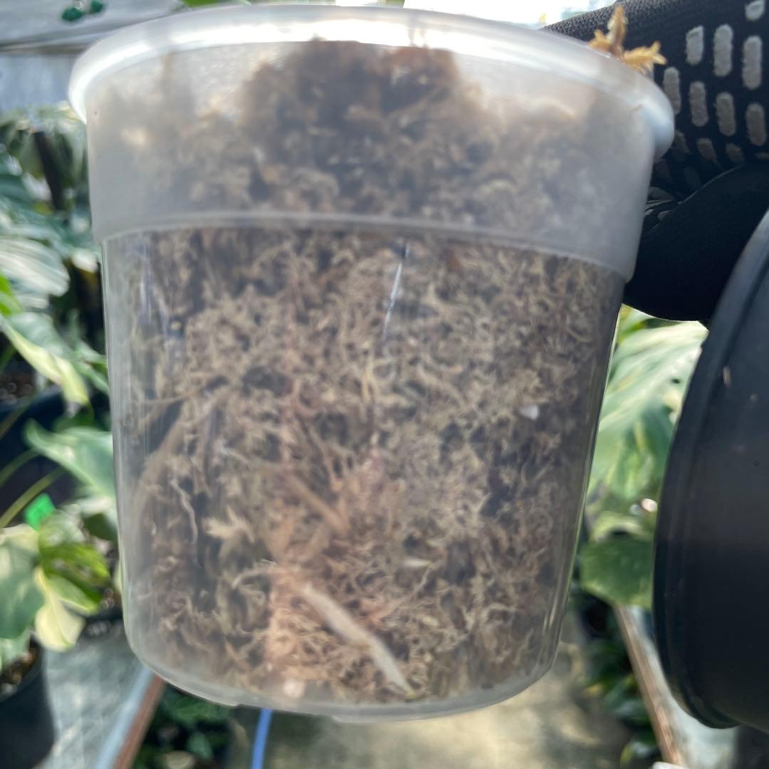 MS18 モンステラ　イエローマリリン　黄斑入り